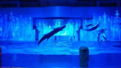 「dolphin2020」のカバー写真